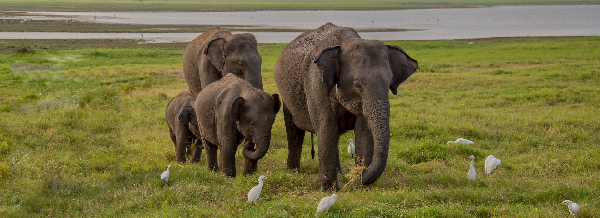 Northeast Golden Triangle